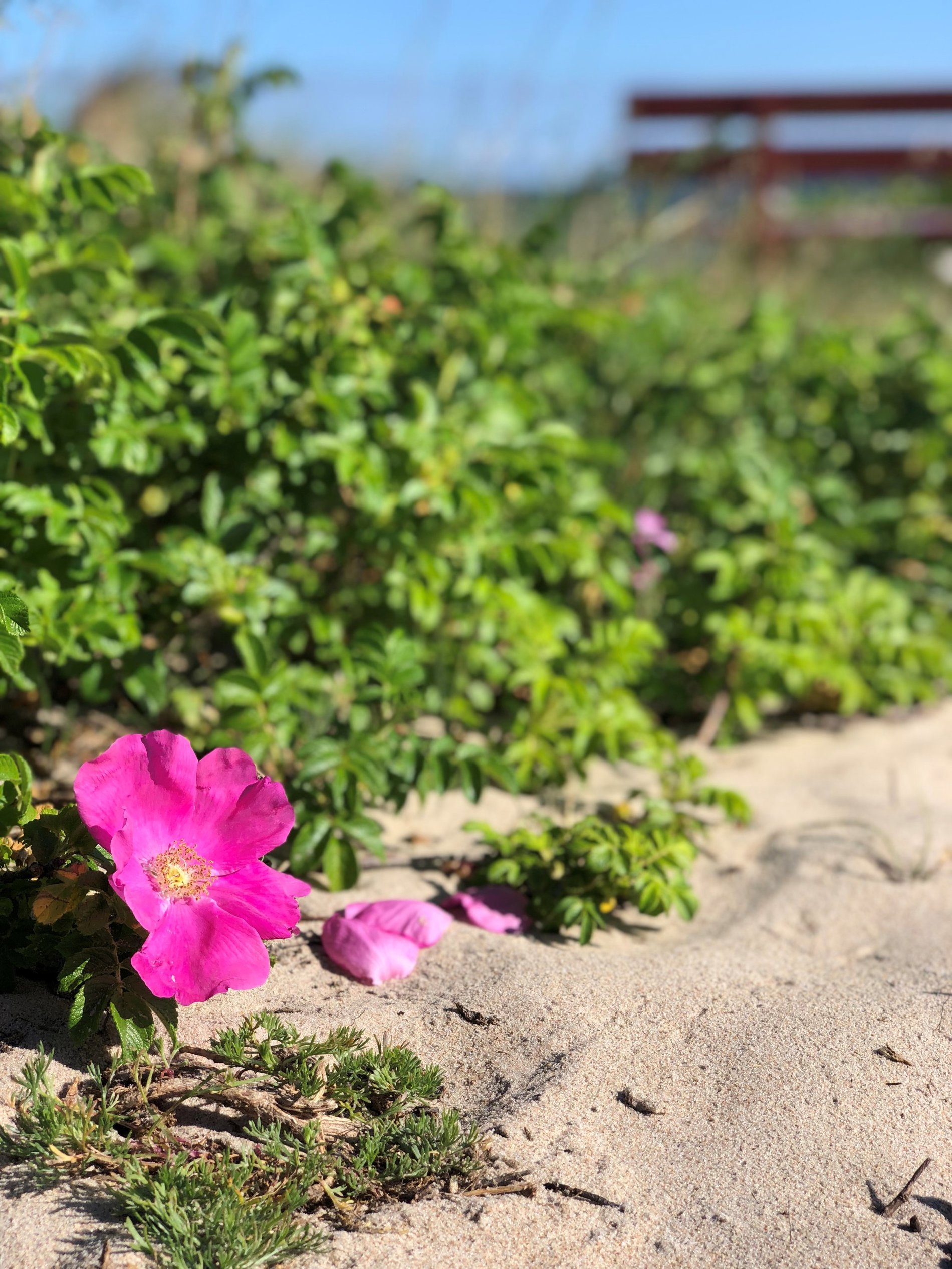 Ventegodtsvej 22, 3100 Hornbæk - Billed