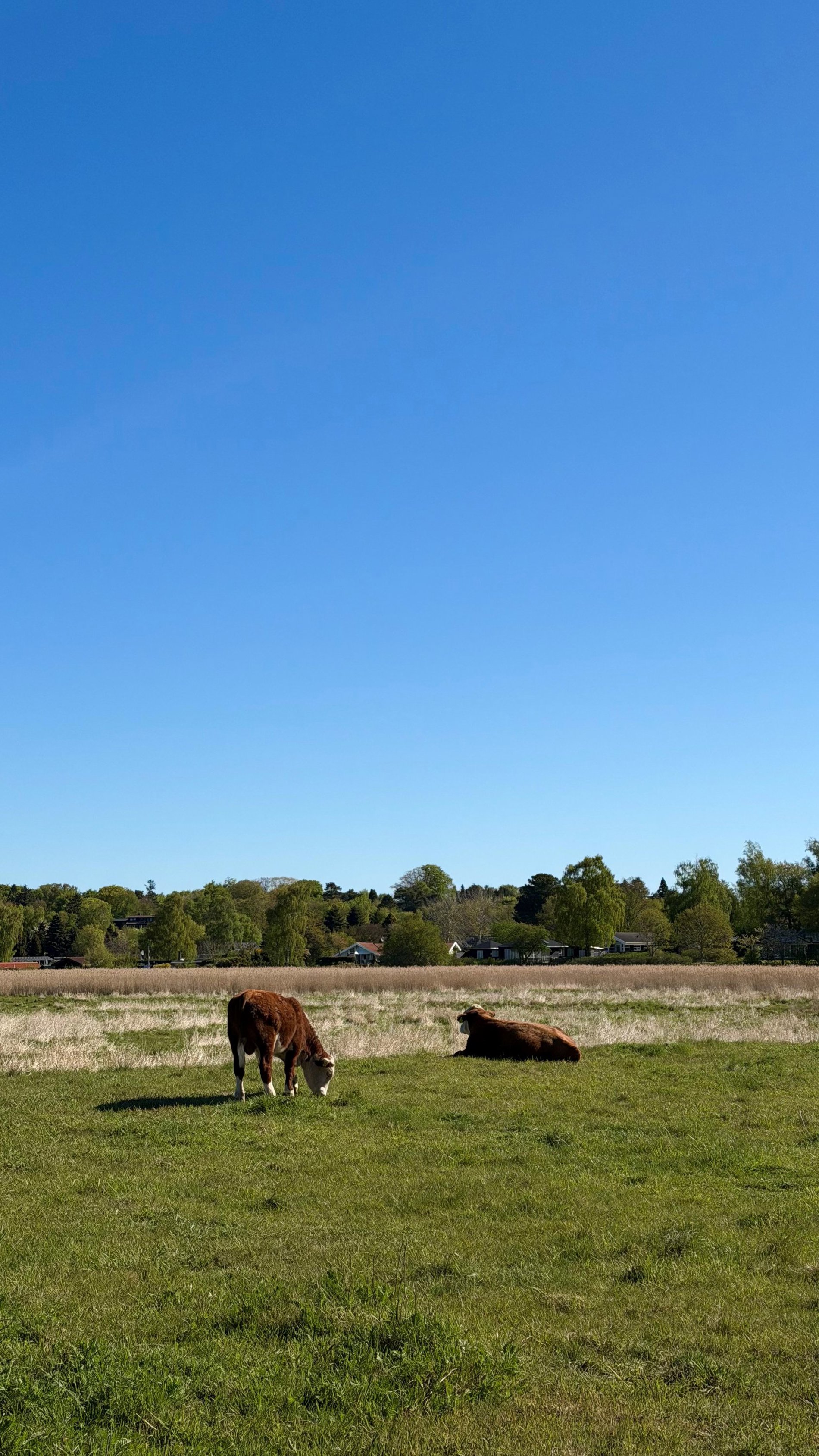 Poppel Alle 5, 3120 Dronningmølle - Billed